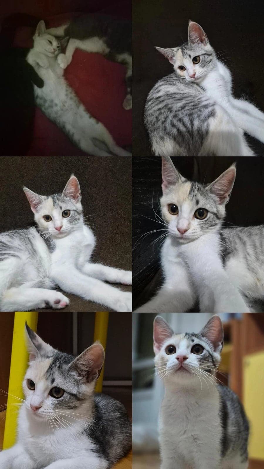 Kartopu Melez Kedi, Ankara