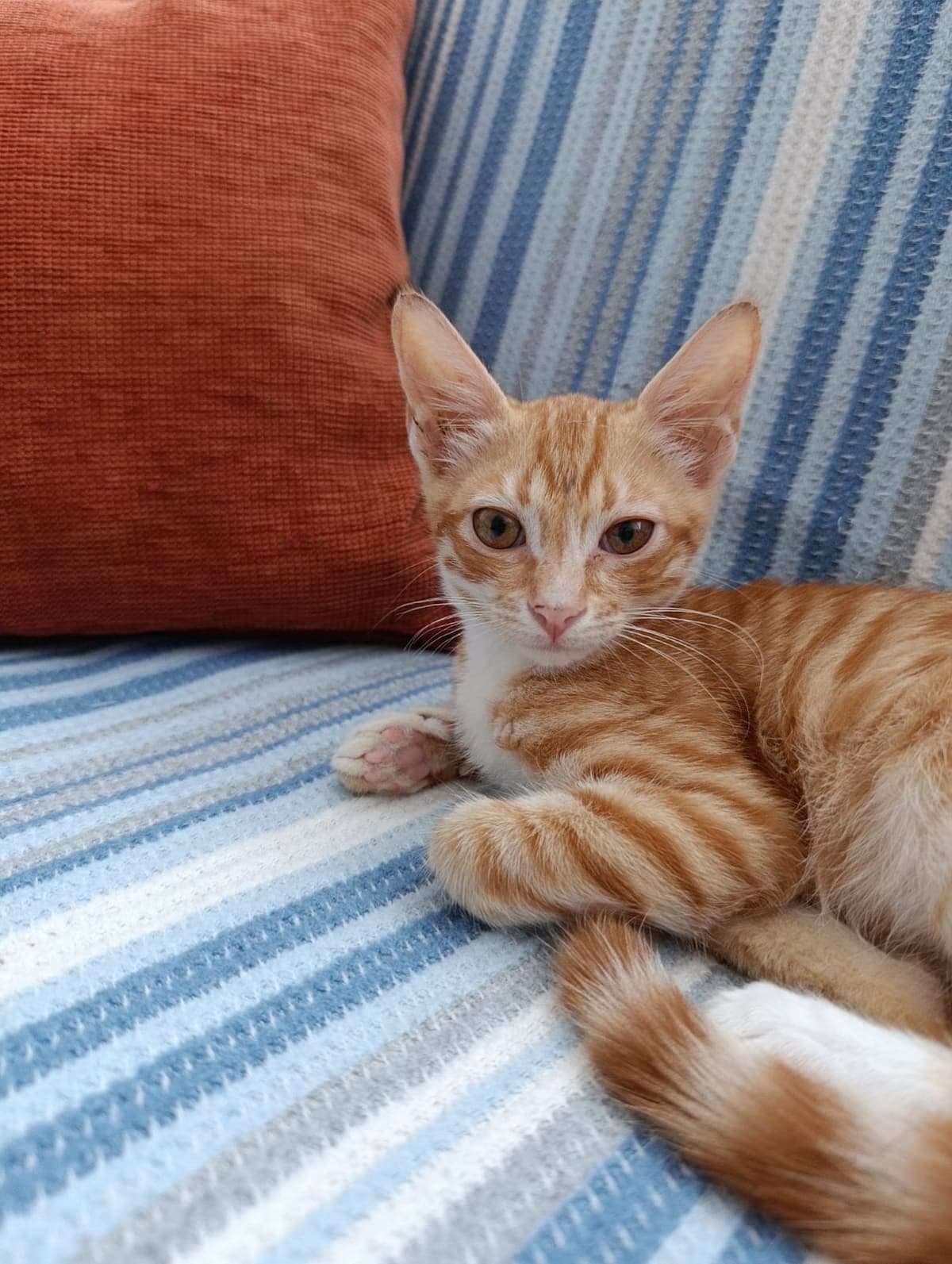 Limon Tekir Kedi, Mersin