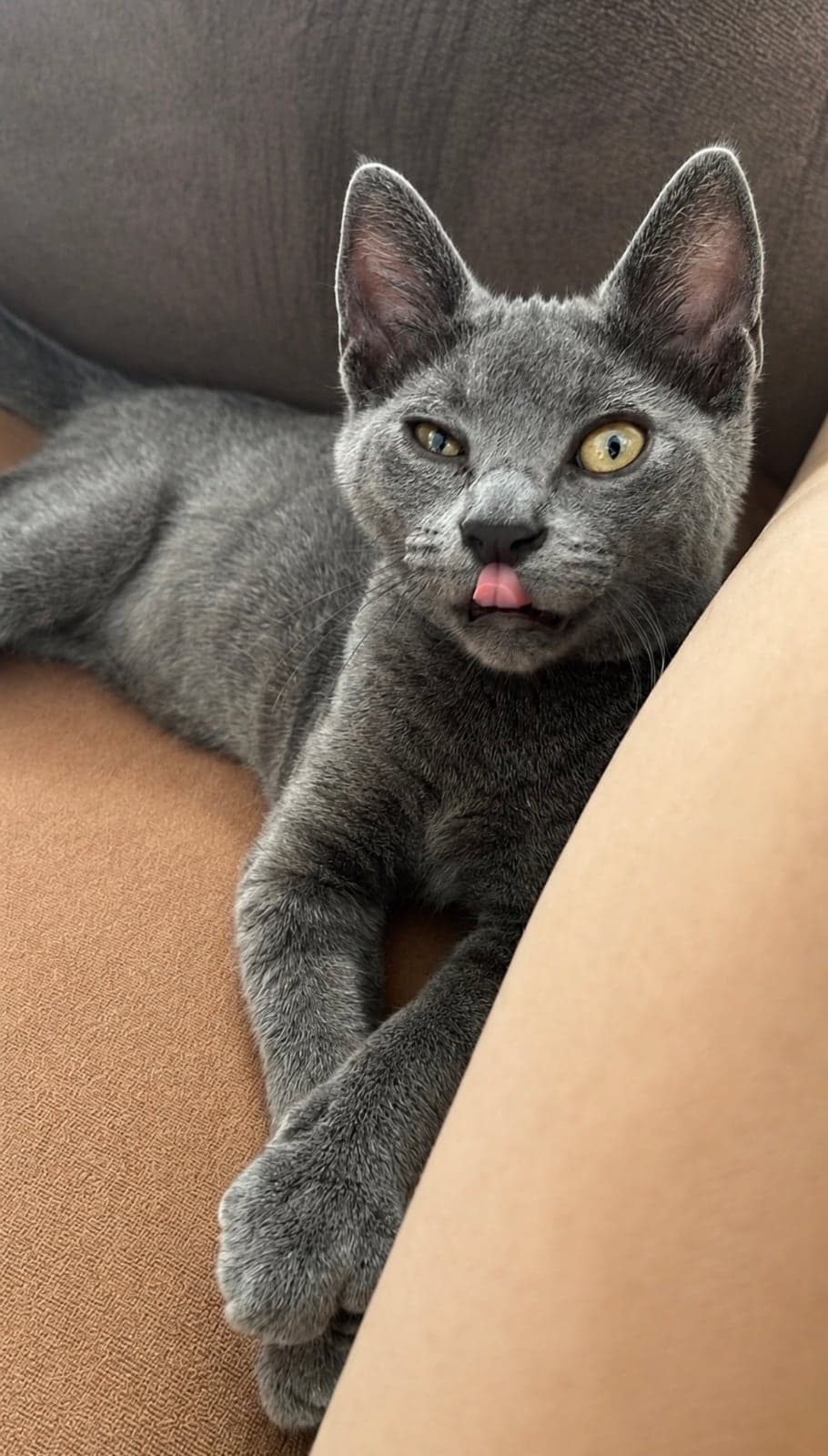 duman Bilmiyorum Kedi, Antalya