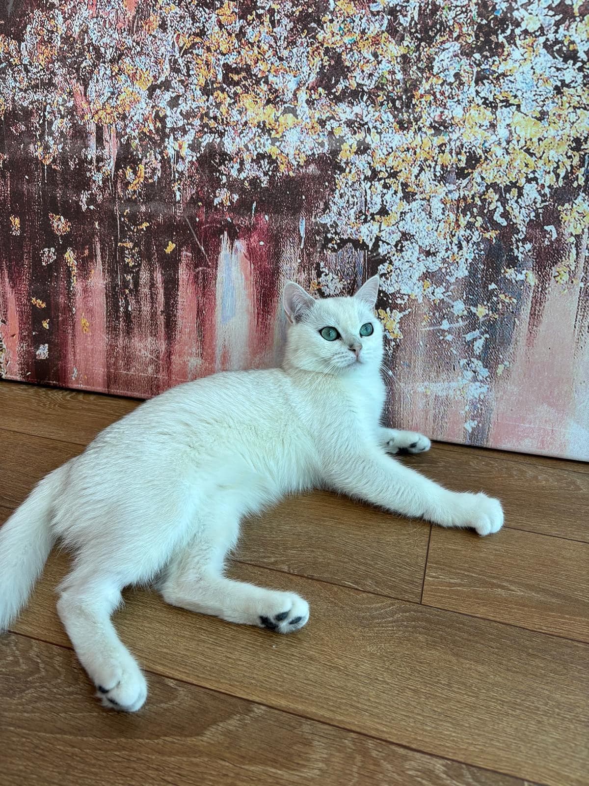 Lucy Ragdoll Kedi, İstanbul
