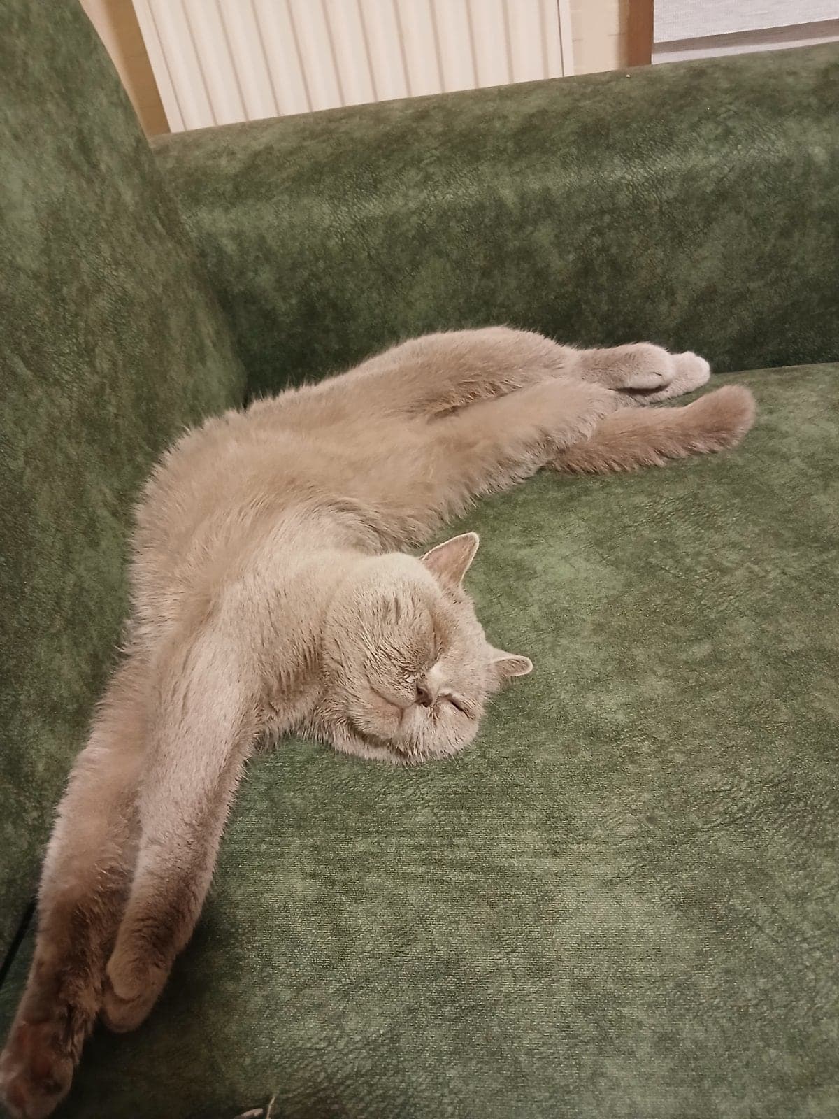 Maya British Shorthair Kedi, Bursa