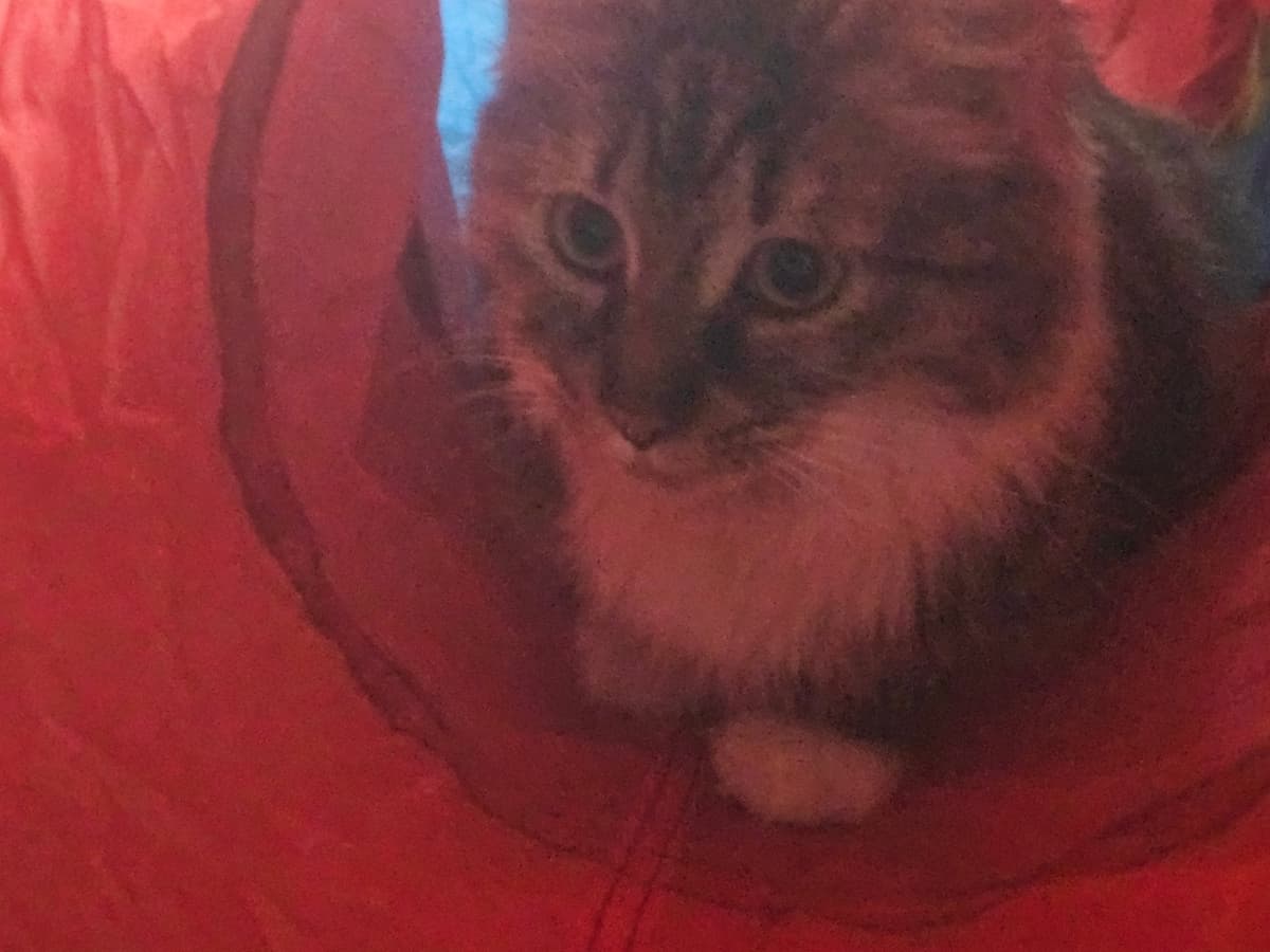 Kaju Melez Kedi, İstanbul