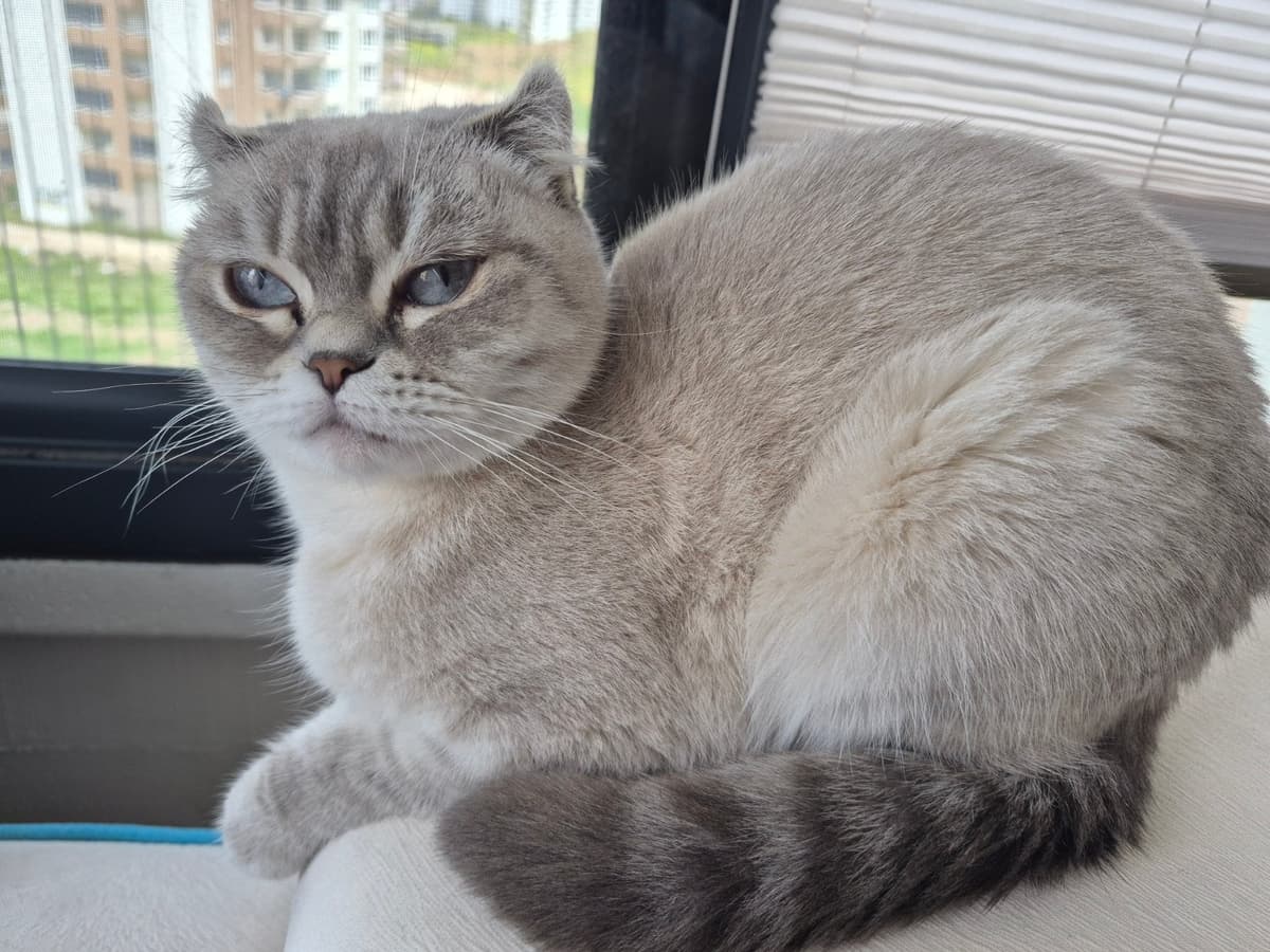 Badem Scottish Fold Kedi, Ankara