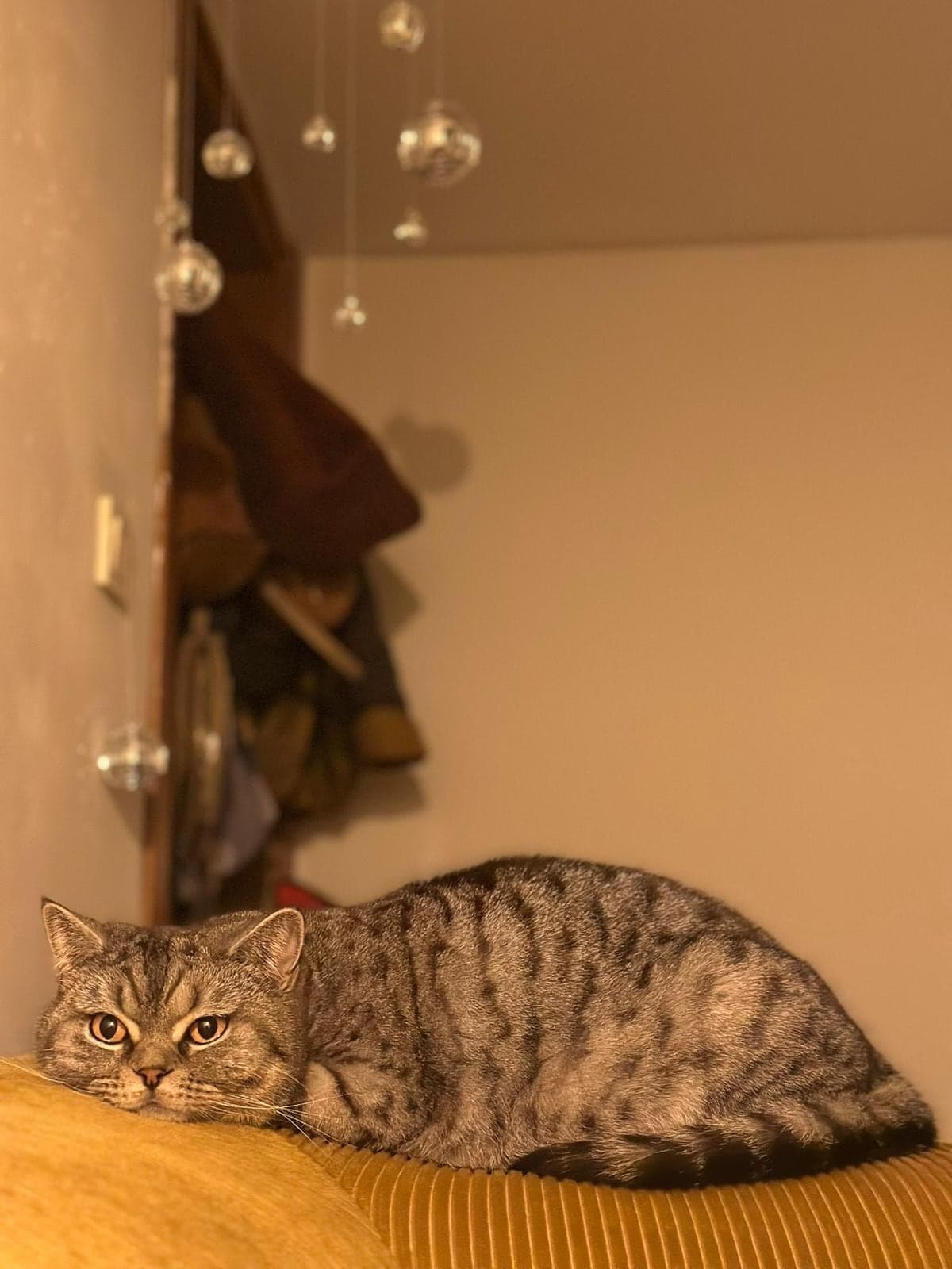 Alaska British Shorthair Kedi, İstanbul