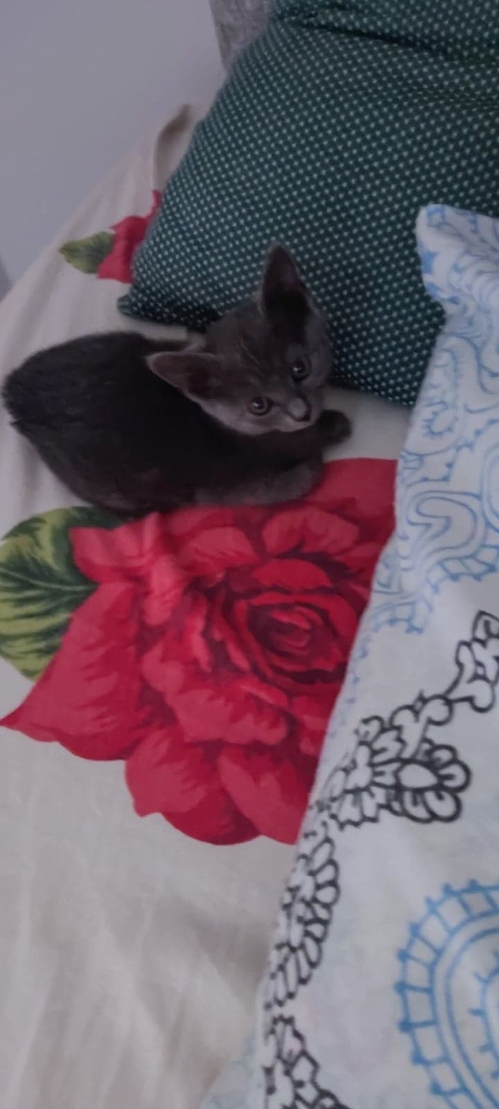 Kontes Russian Blue Kedi, Muğla