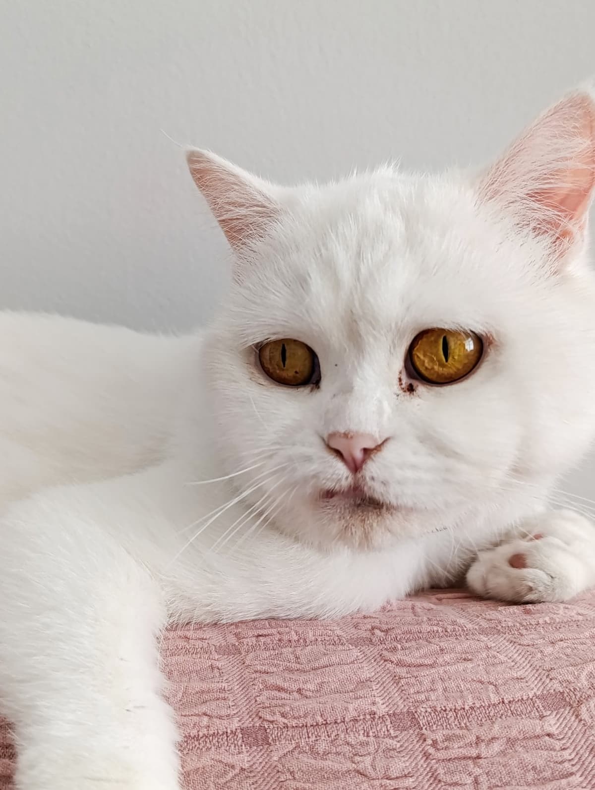 Sütlaç British Longhair Kedi, Samsun