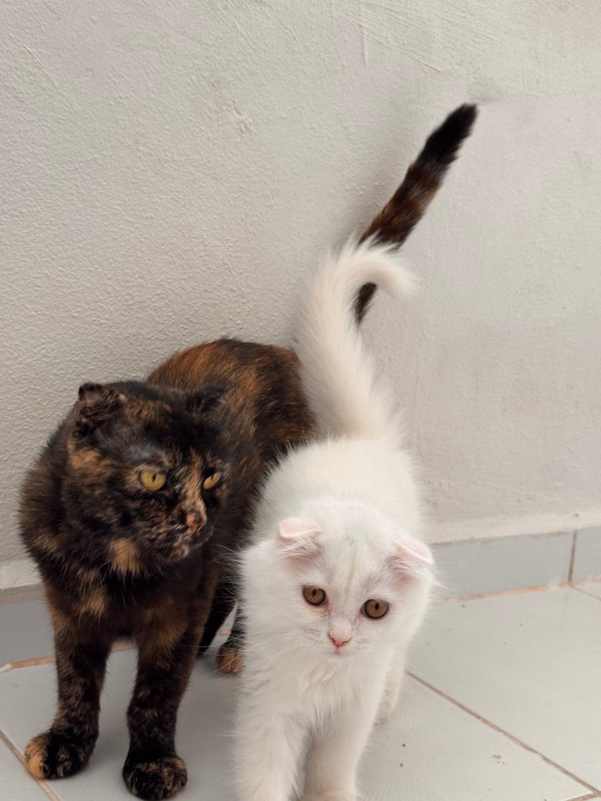 Scottish Fold Scottish Fold Kedi, Bursa