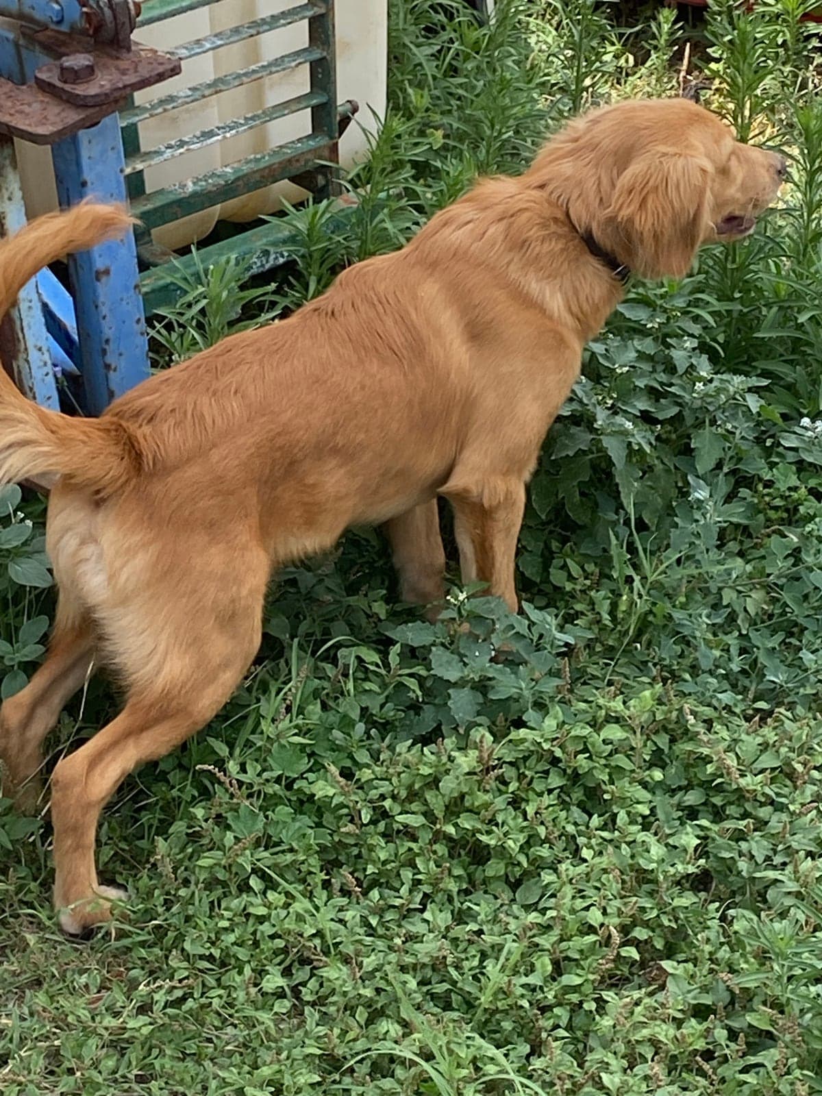 bal Golden Retriever Köpek, Kırklareli