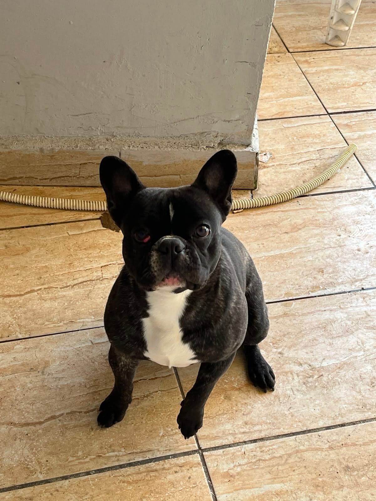 Pablo French Bulldog Köpek, İstanbul
