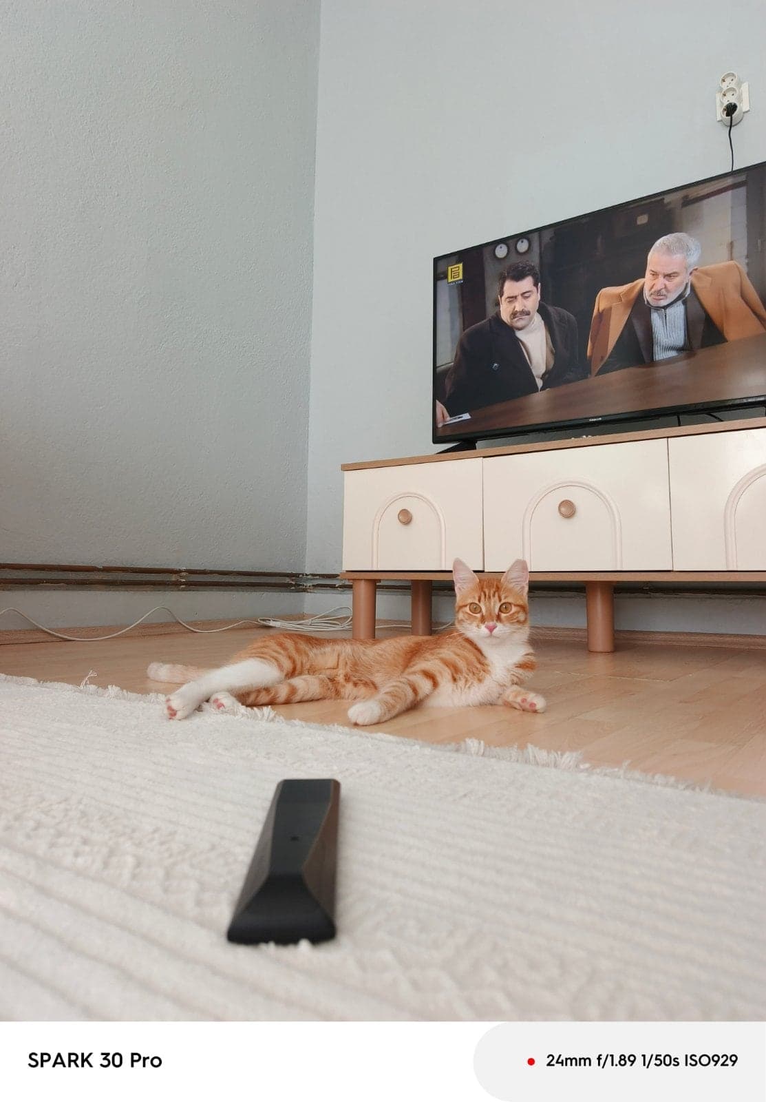 Balım Tekir Kedi, Ankara