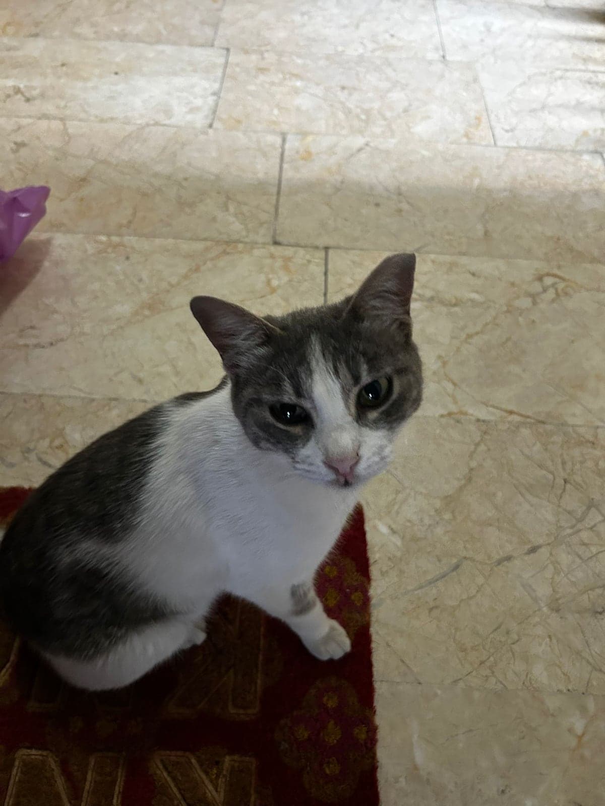 Maviş Tekir Kedi, Ankara