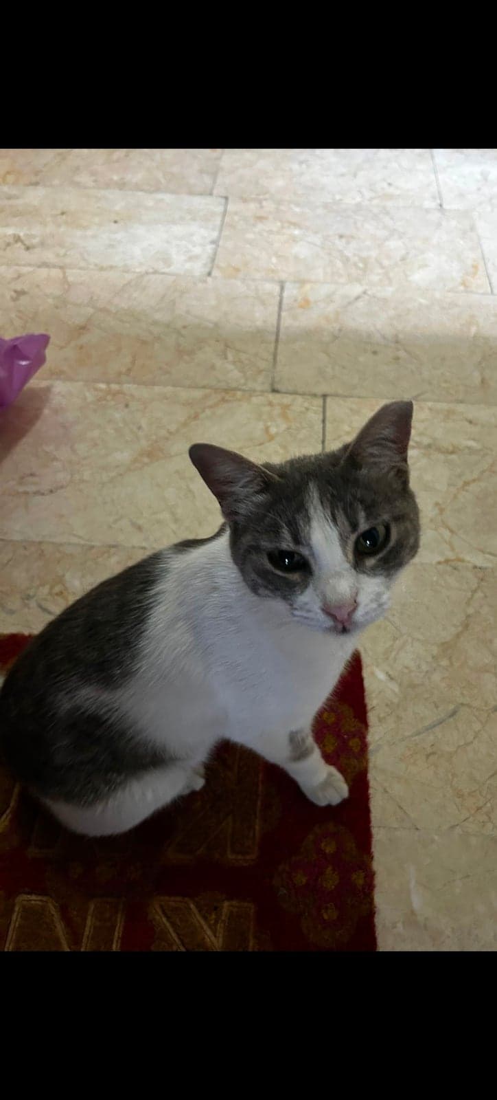 Maviş Tekir Kedi, Ankara