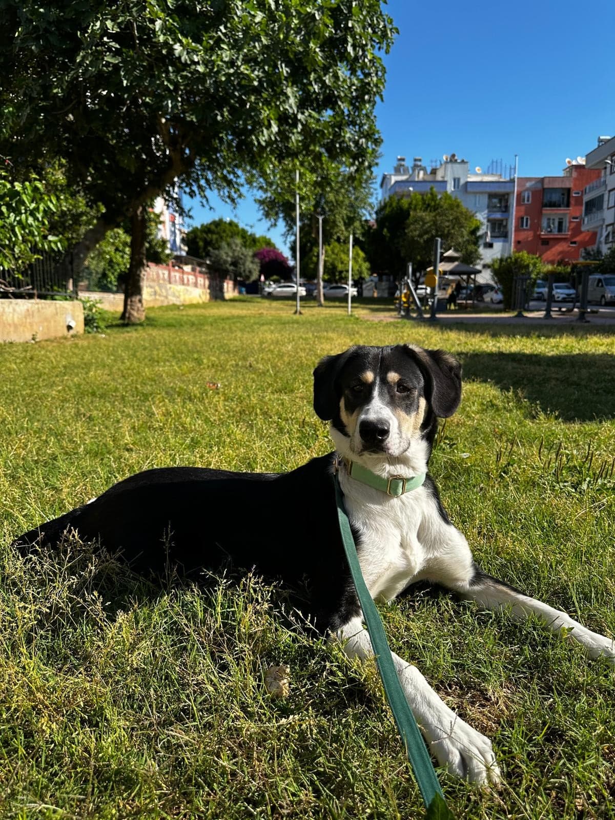 Şila Melez Köpek, Antalya