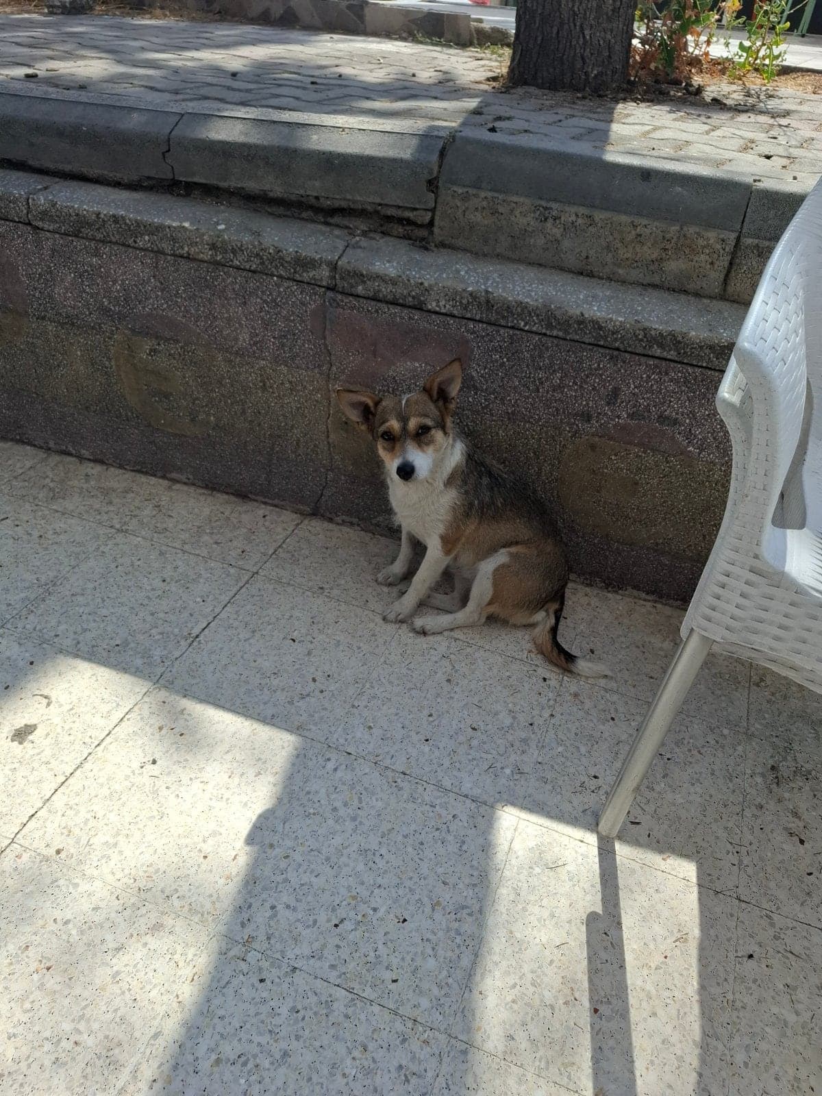Küçük köpek Sokak Köpeği Köpek, Eskişehir