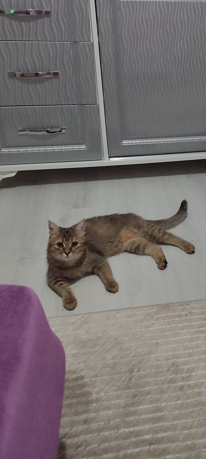 Kedi Melez Kedi, Ankara
