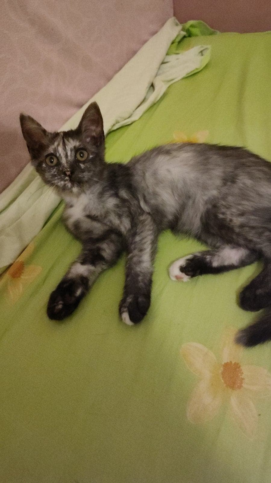 Kedi Melez Kedi, Ankara