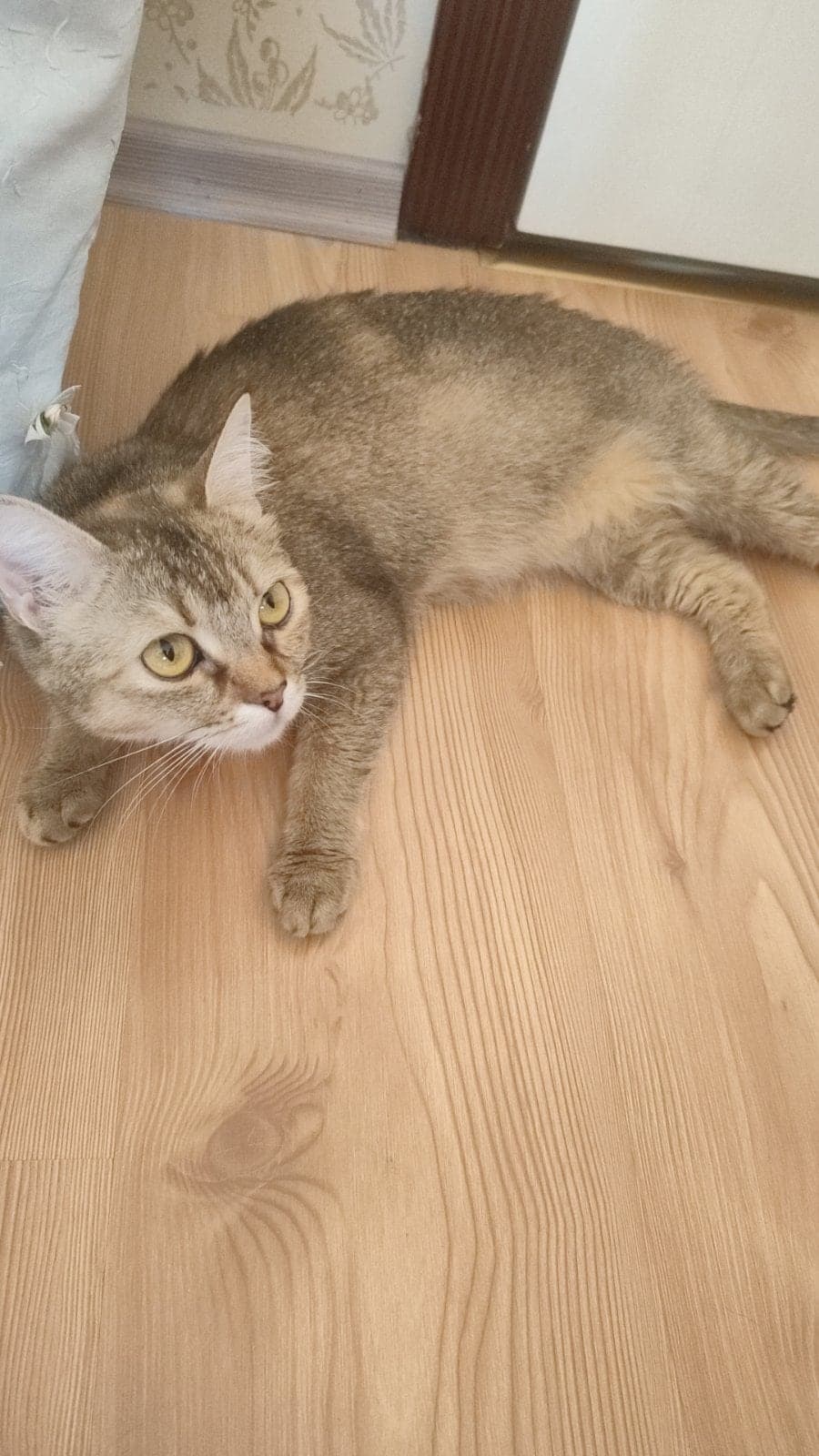 Kedi Melez Kedi, Ankara