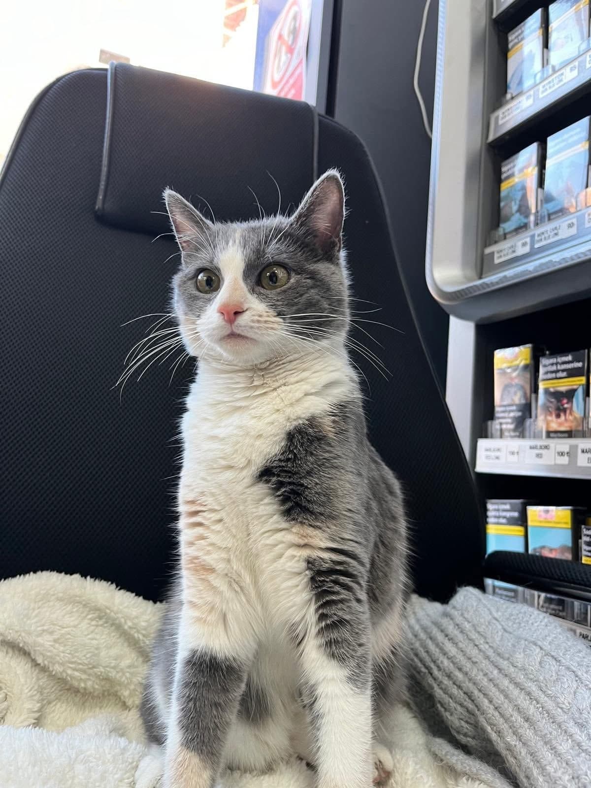 Miky Tekir Kedi, İzmir