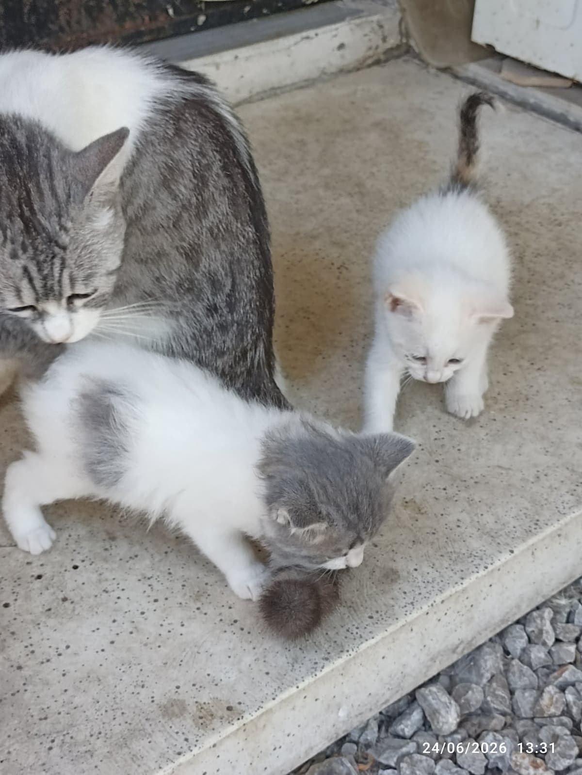 Tospişler Sokak Kedisi Kedi, Bursa