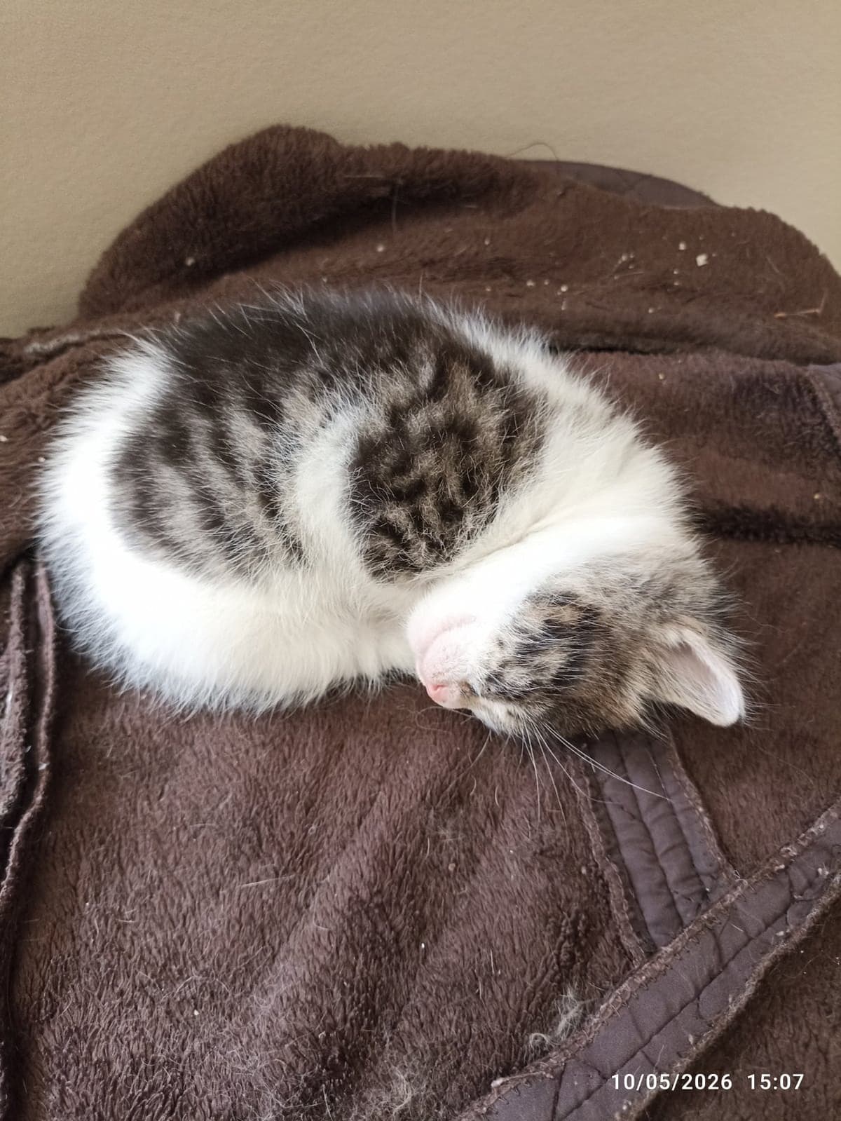 Mia Sokak Kedisi Kedi, Bursa