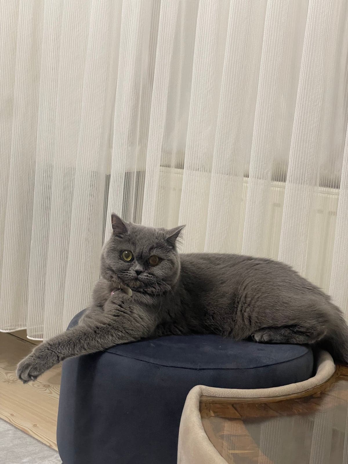 PAPYON British Shorthair Kedi, İstanbul