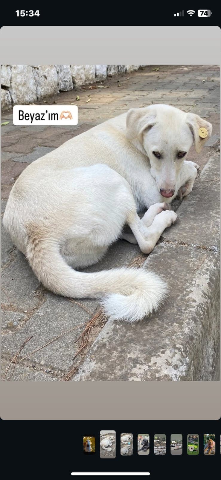 beyaz Bilmiyorum Köpek, İzmir