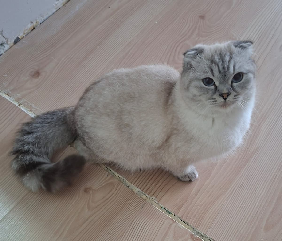 Mia Scottish Fold Kedi, İstanbul