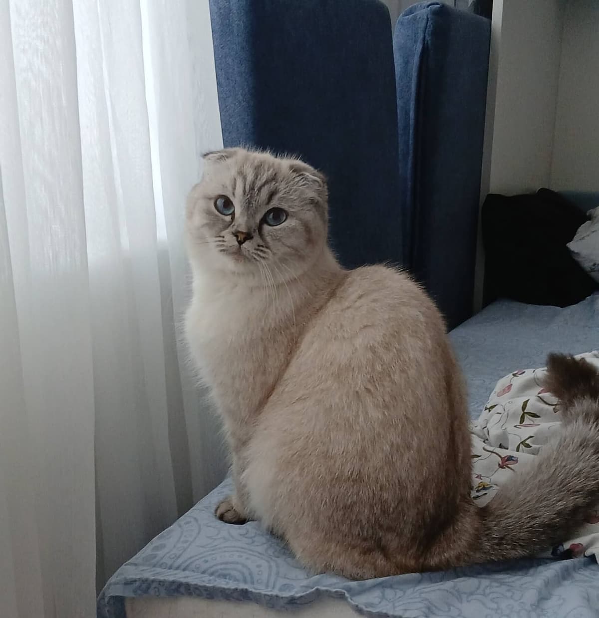 Mia Scottish Fold Kedi, İstanbul
