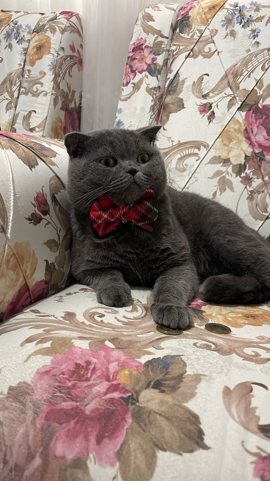 Memati Scottish Fold Kedi, Adana