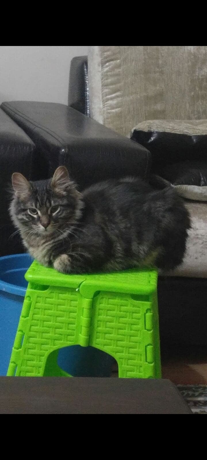 Paşa Melez Kedi, İzmir