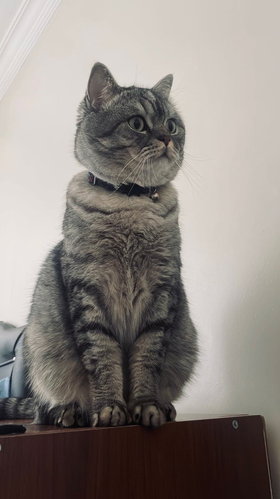 Kedi British Shorthair Kedi, Sivas