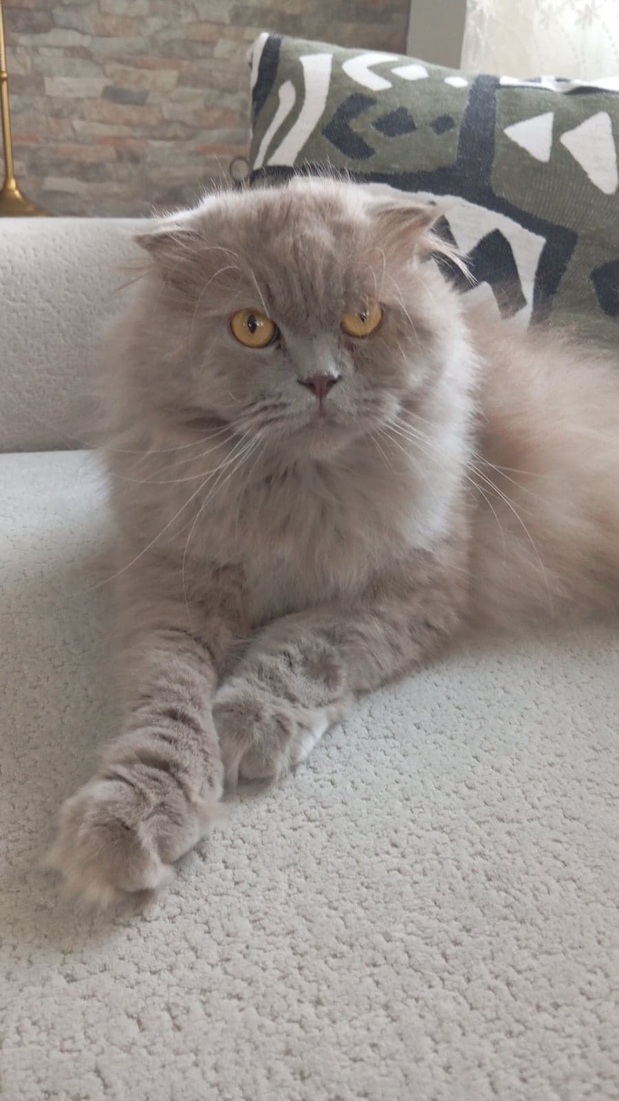 Bambam Scottish Fold Kedi, İzmir