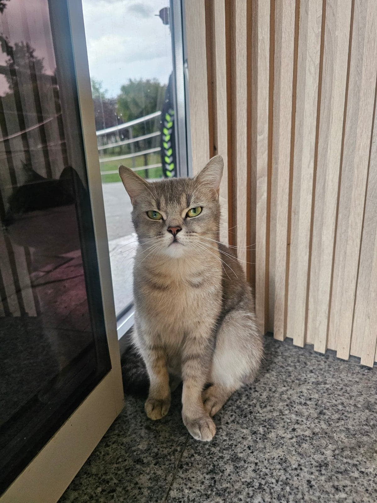 Minnoş British Shorthair Kedi, İstanbul