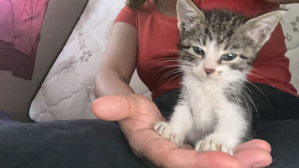 Hayriş Sokak Kedisi Kedi, Adana