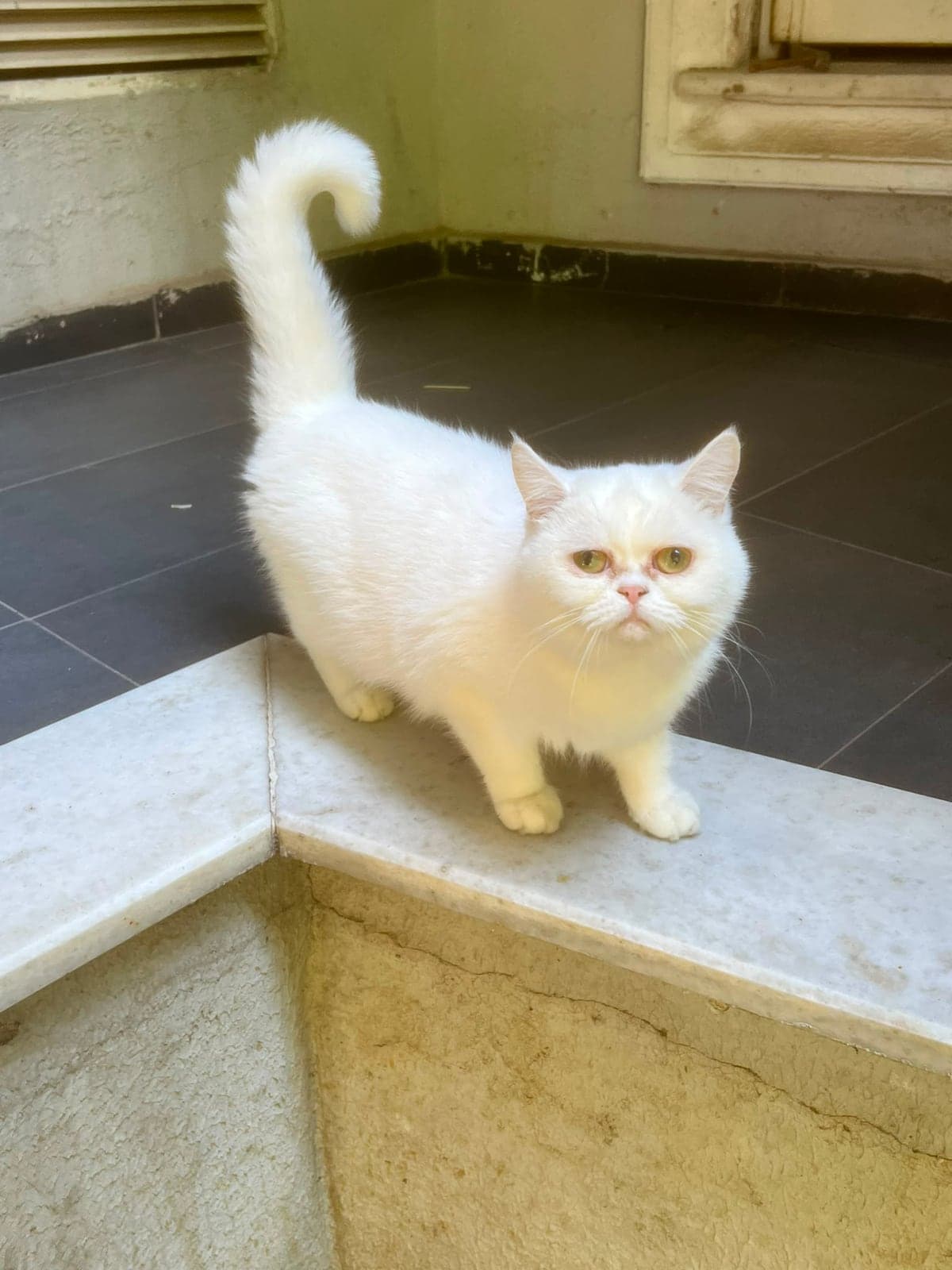 pamuk Persian Kedi, Bursa