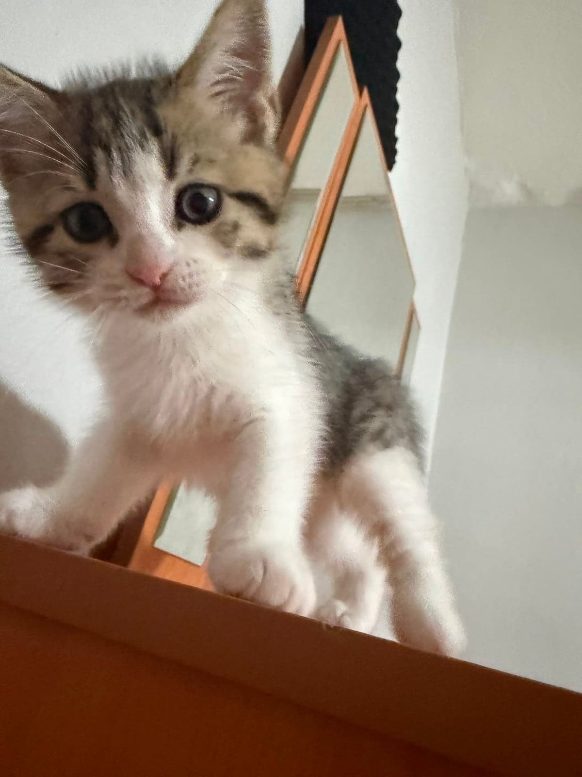 Kedi Bilmiyorum Kedi, Adana