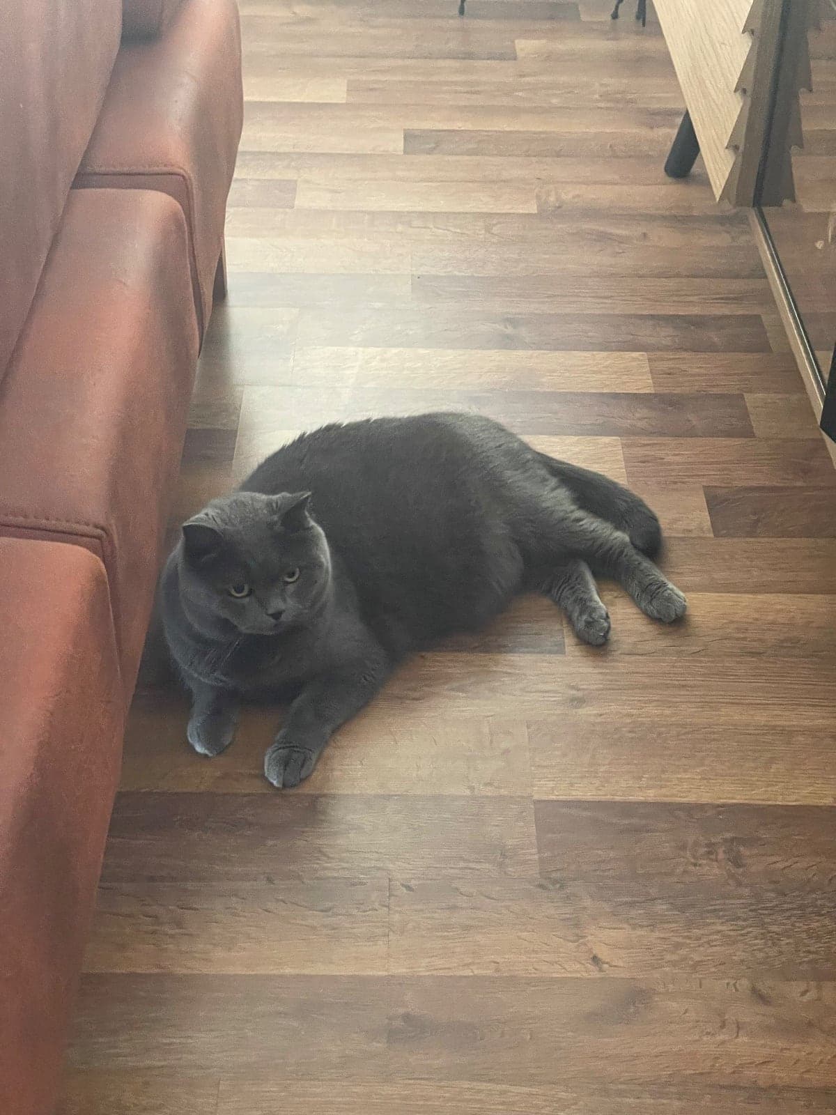 Simba British Shorthair Kedi, İstanbul