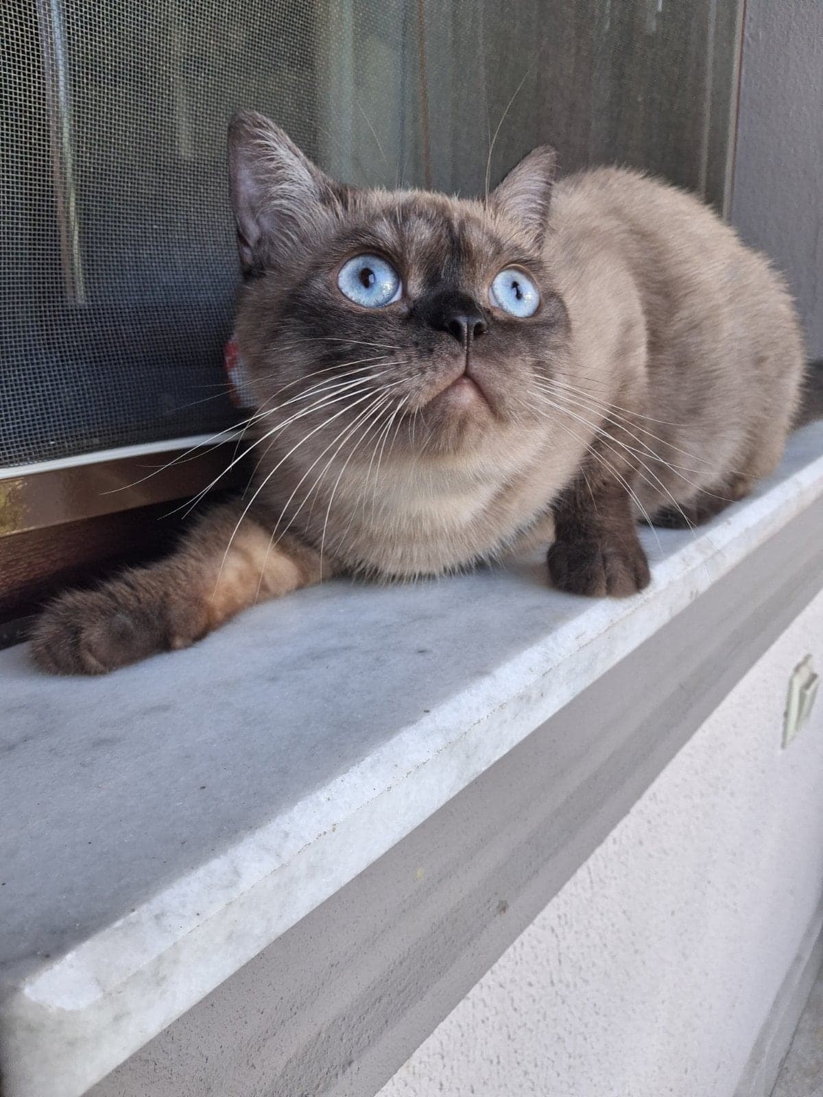 Karam British Shorthair Kedi, Bursa