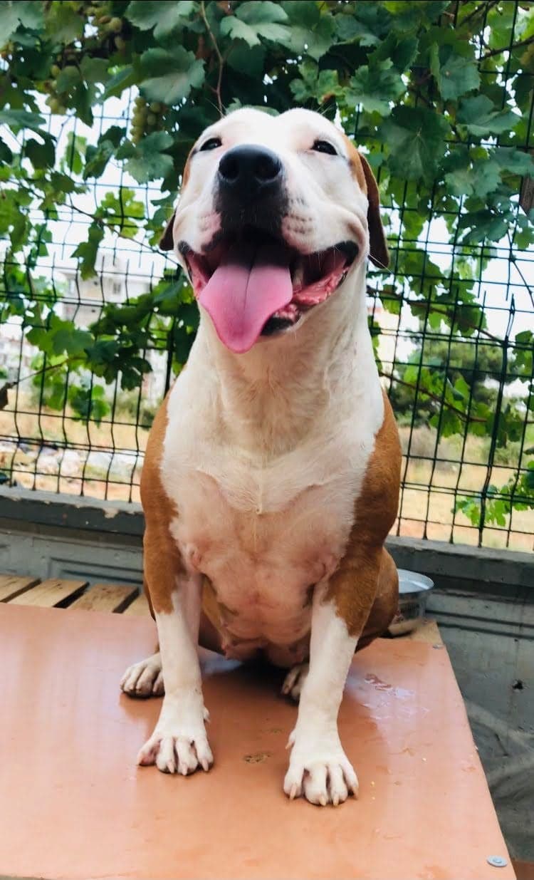 Zeyna Bilmiyorum Köpek, Antalya
