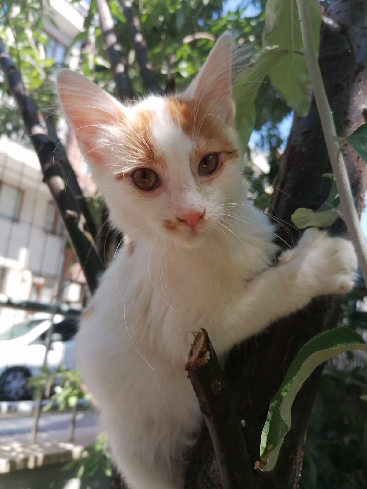 5 BEBEĞE ÖMÜRLÜK YUVALARINI ARIYORUZ!!! Sokak Kedisi Kedi, İstanbul