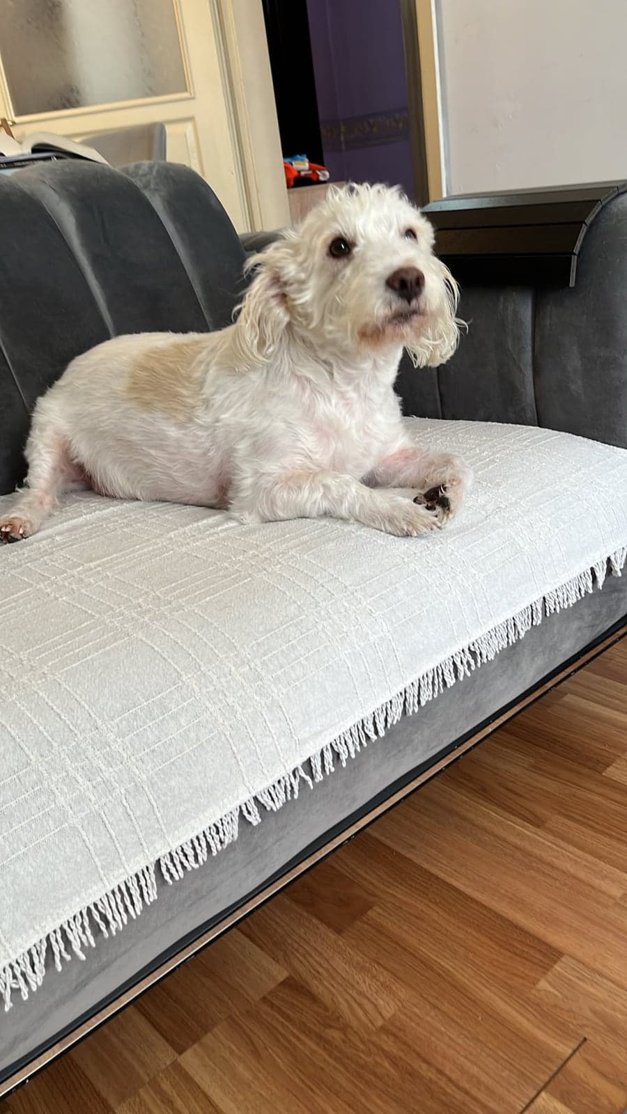 Simba Terrier Köpek, İstanbul