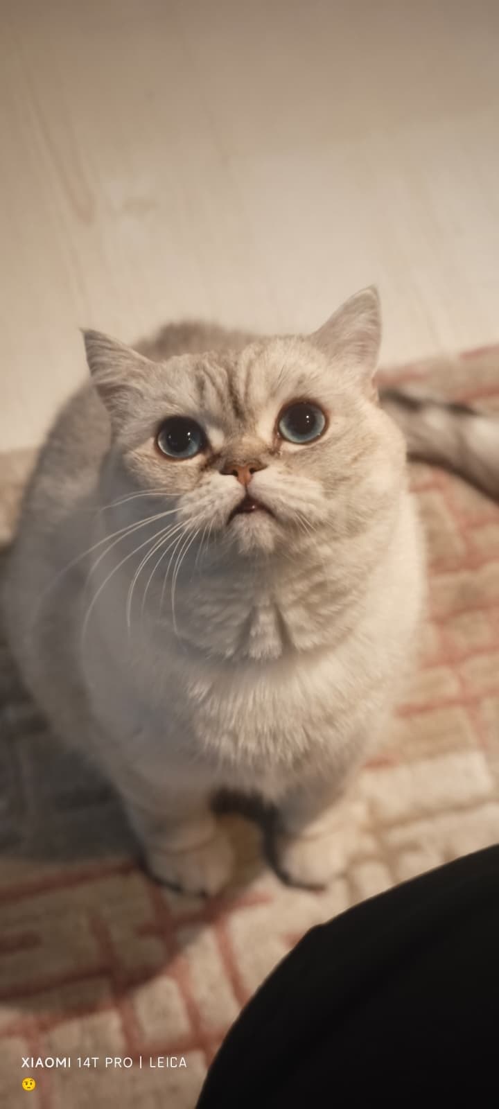 Şila British Shorthair Kedi, Manisa