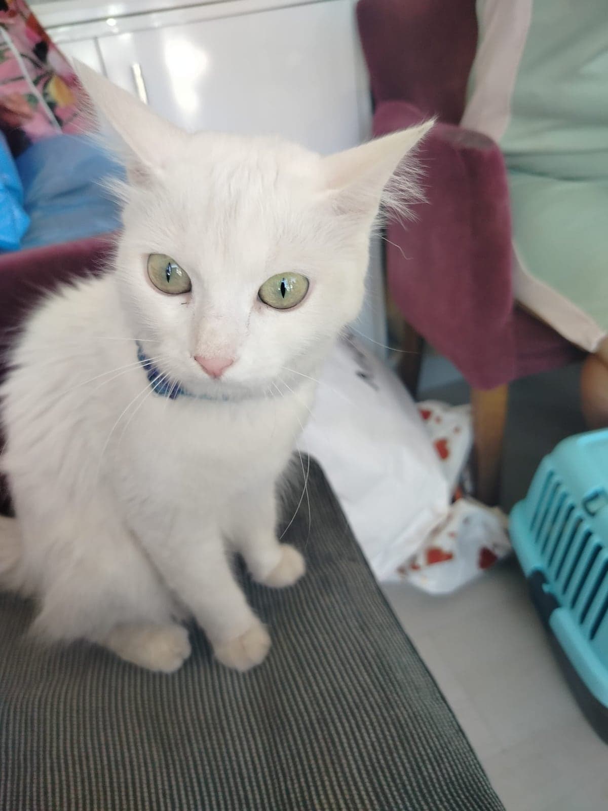 Kedi Ankara Kedisi Kedi, İzmir