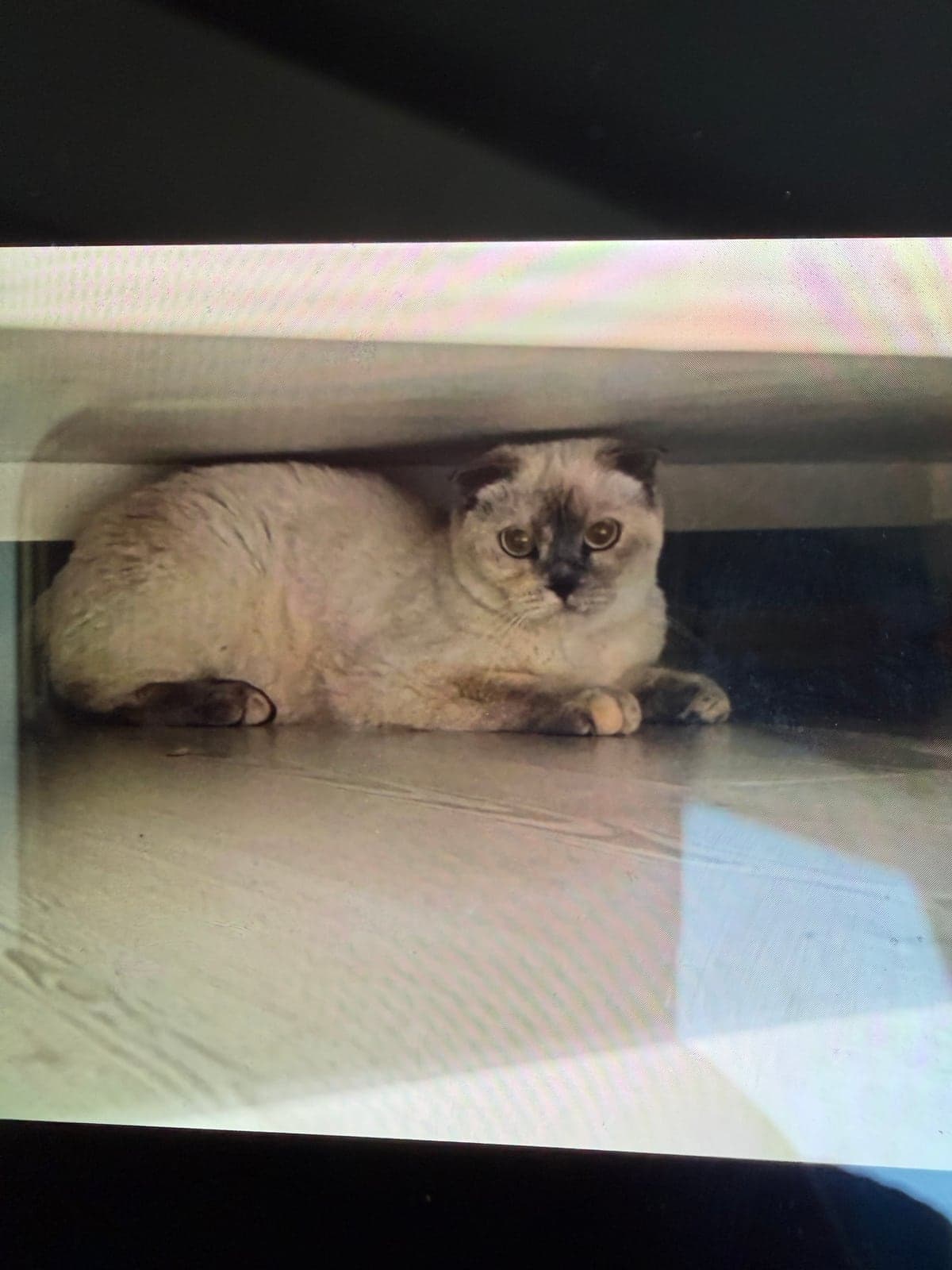 duman Scottish Fold Kedi, İzmir