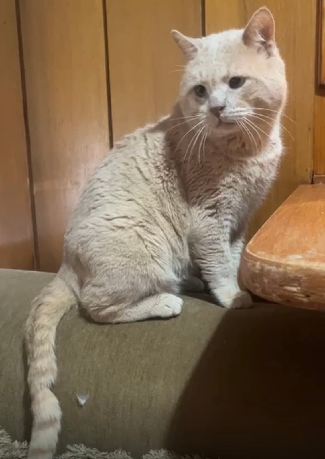 Adam Melez Kedi, İstanbul
