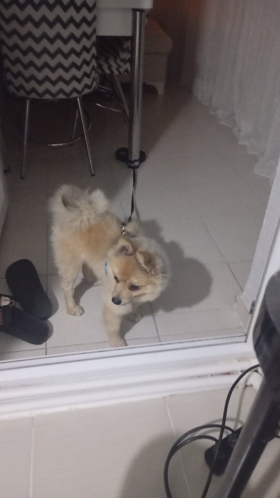 Latte Pomeranian Köpek, Ankara