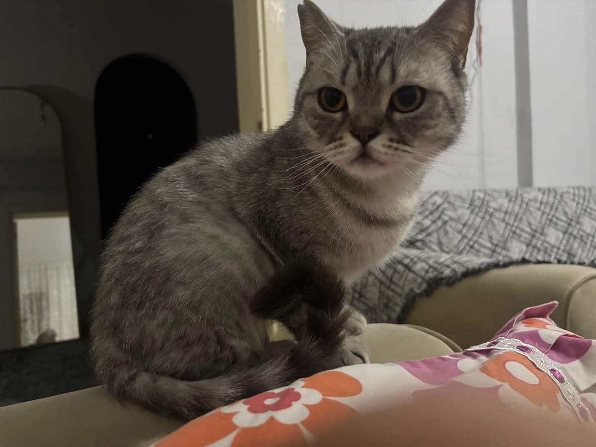 Pati British Shorthair Kedi, Kocaeli