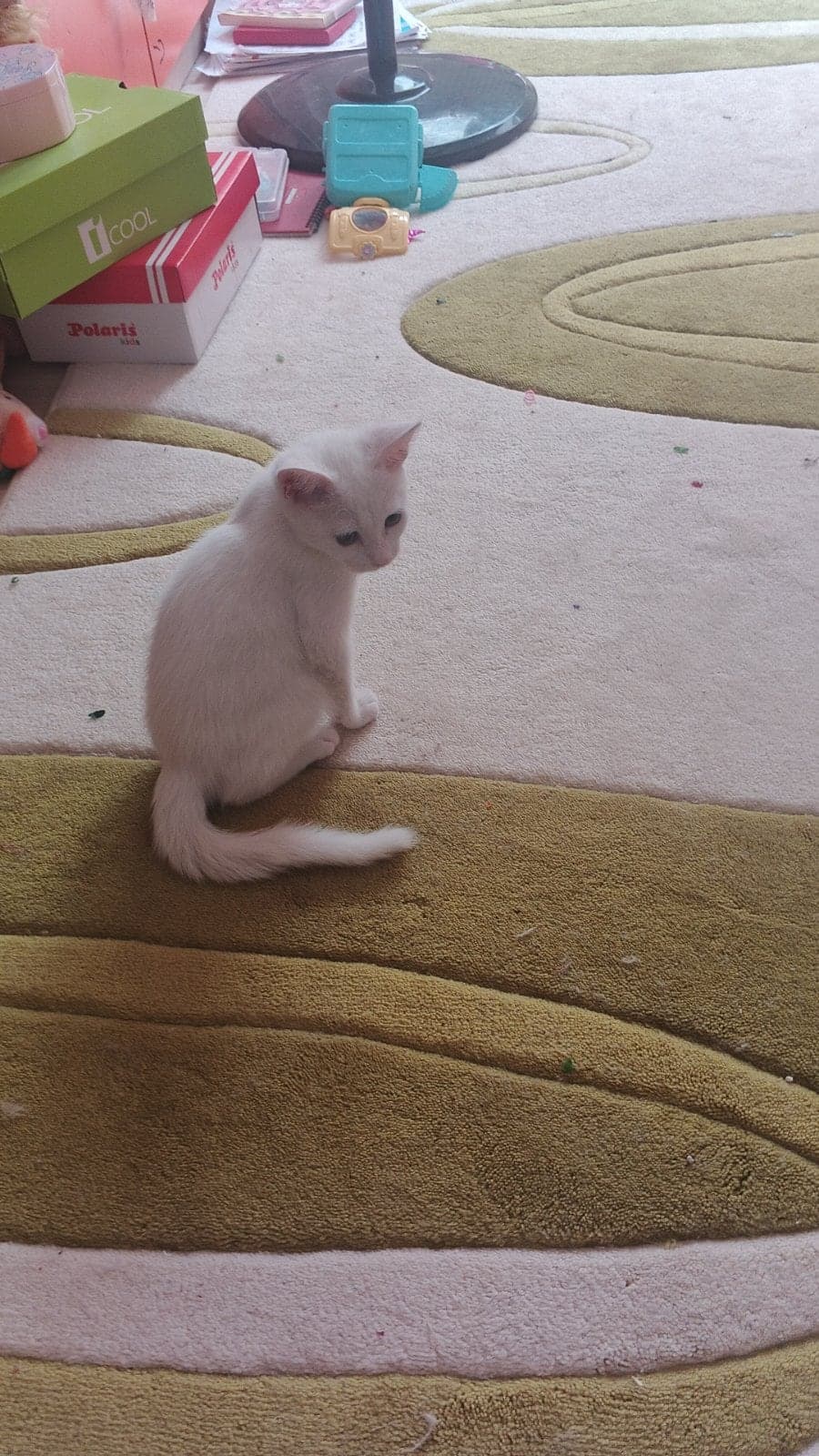 Mişa British Longhair Kedi, Mardin