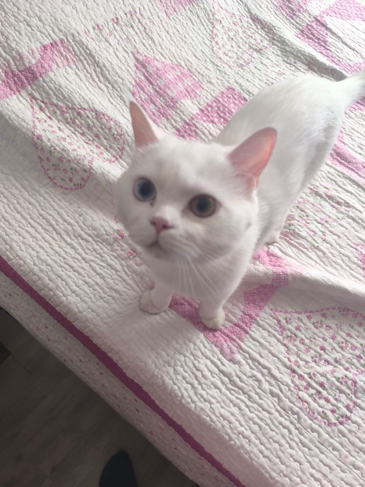 Bulut British Shorthair Kedi, Balıkesir