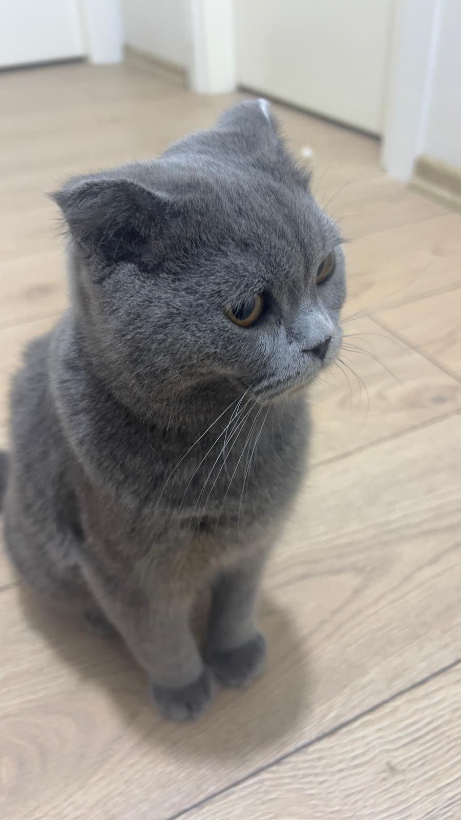Sahipsiz Scottish Fold Kedi, Bursa